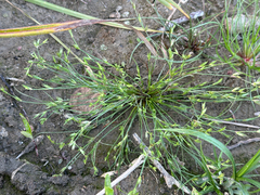 Juncus bufonius