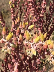 Dudleya acuminata