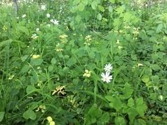 Lamium galeobdolon galeobdolon