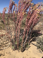 Dudleya acuminata