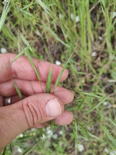 Bromus sterilis, photograph 1