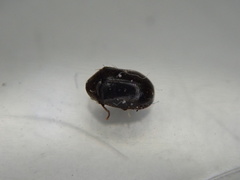 Dorcatoma dresdensis