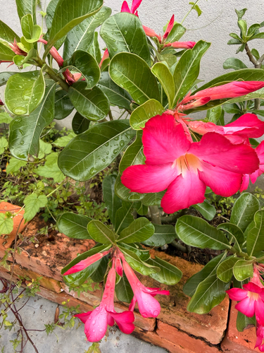 desert rose