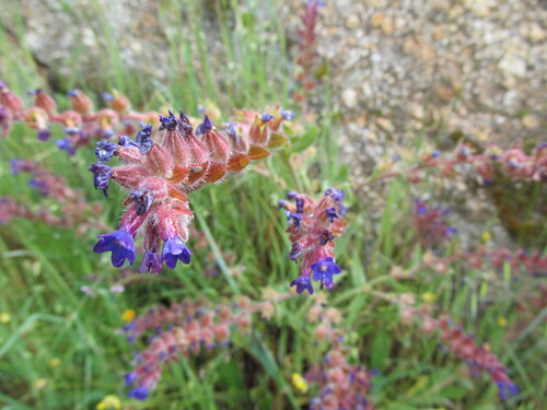 Anchusa undulata, photograph 3