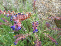 (c) zebedeugalinha, some rights reserved (CC BY) Anchusa undulata, photograph (c) zebedeugalinha, some rights reserved (CC BY)