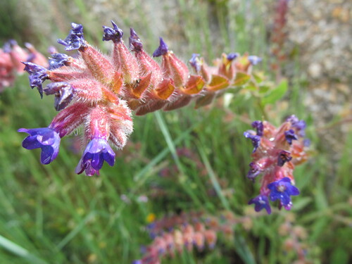 Anchusa undulata, photograph 2