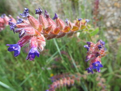 (c) zebedeugalinha, some rights reserved (CC BY) Anchusa undulata, photograph (c) zebedeugalinha, some rights reserved (CC BY)