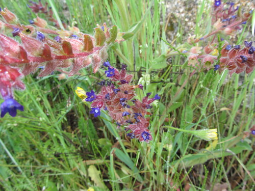 Anchusa undulata