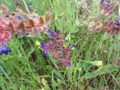 Anchusa undulata