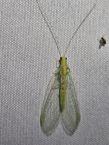 Four-spotted Green Lacewing