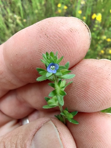 Veronica arvensis