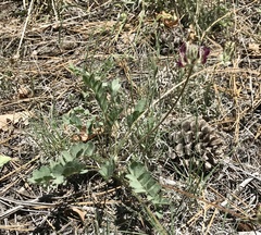 Astragalus troglodytus