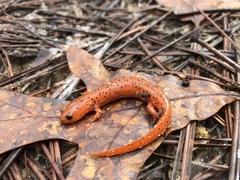 Pseudotriton montanus