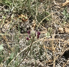 Astragalus troglodytus