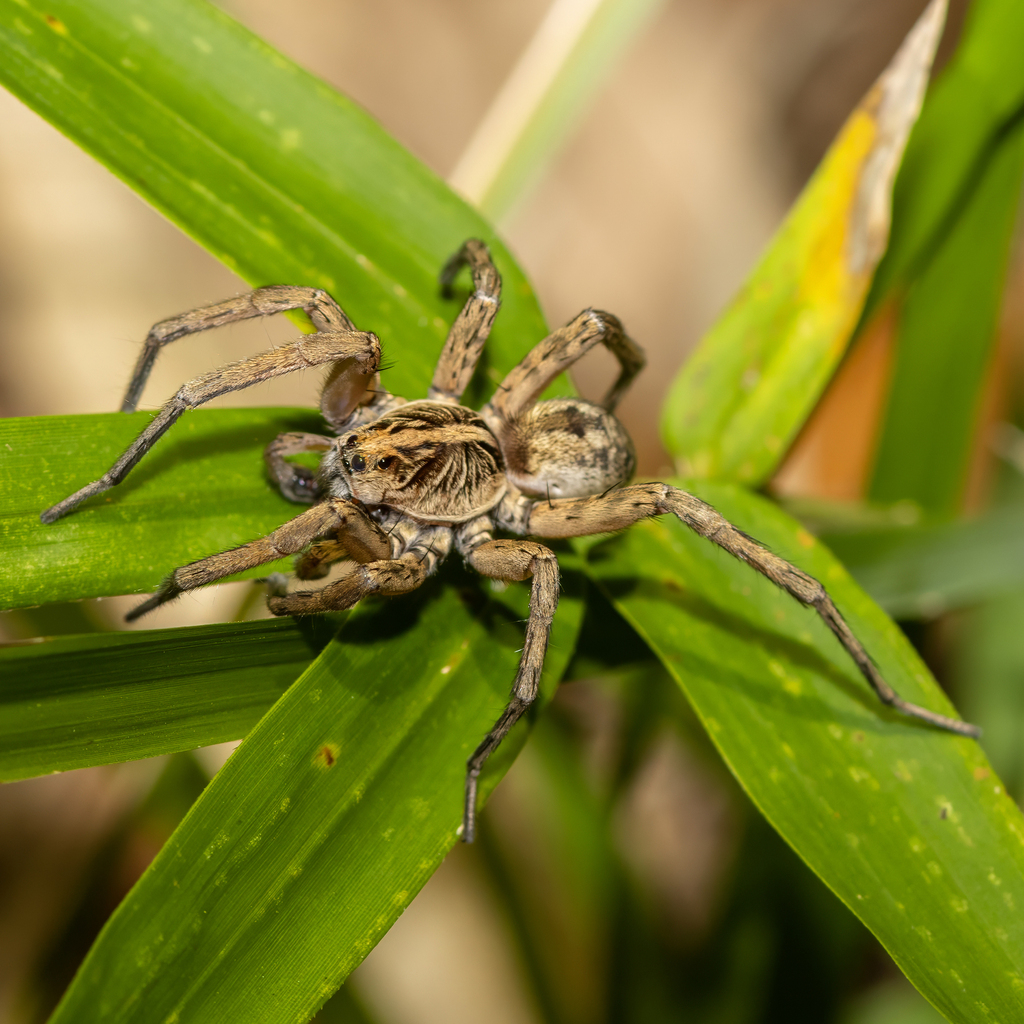 Field Wolf Spider