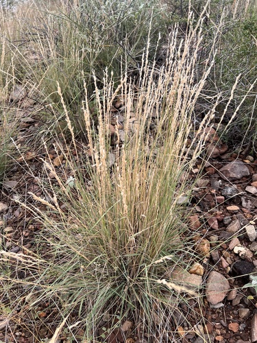 Tridentopsis mutica observed 2026-09-24