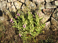 Digitalis