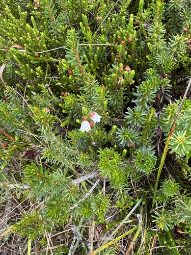 Cassiope mertensiana observed 2026-09-26