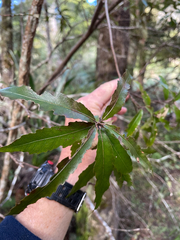 Elaeocarpus hookerianus