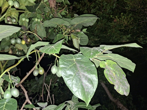 Solanum betaceum observed 2026-09-26