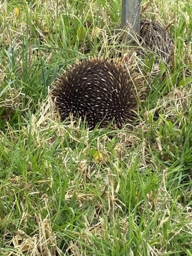 Eastern Short-beaked Echidna