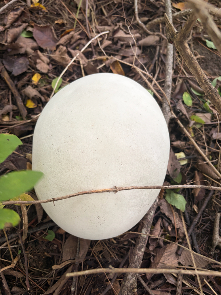 giant puffball · September 2026 · photo: Photo: (c) Kevin, some rights reserved (CC BY) · iNaturalist
