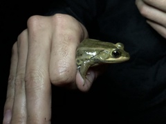Lithobates virgatipes