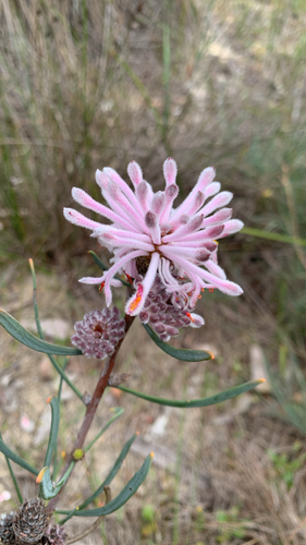 Petrophile linearis, photograph 1