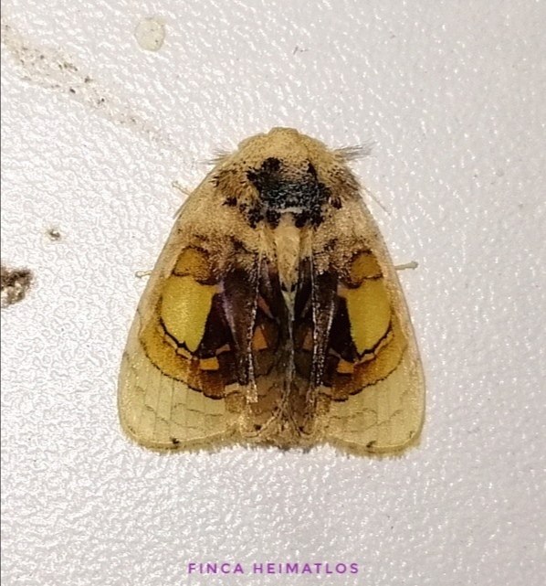 Arrhenophanes volcanica