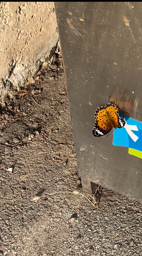 Tropical Fritillary