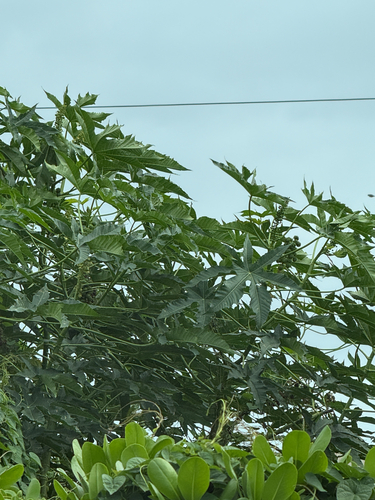 Ricinus communis observed 2026-09-26