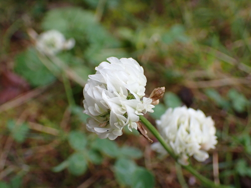 white clover