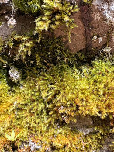 Anacolia menziesii, 2026-09-25