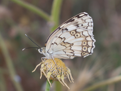 Melanargia larissa