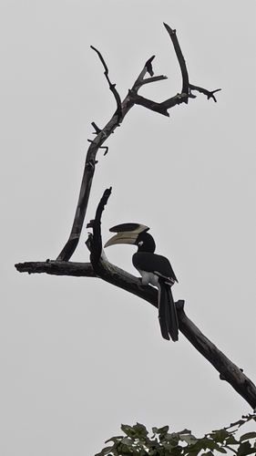 Malabar Pied Hornbill