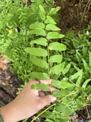 author not stated, no rights reserved Osmunda spectabilis, photograph author not stated, no rights reserved