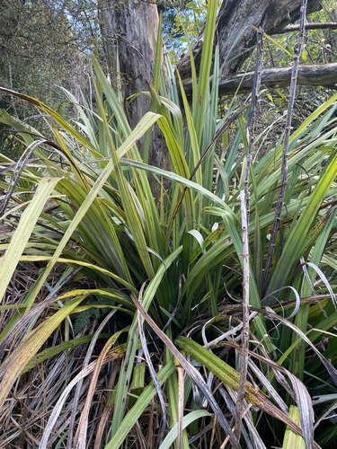 Astelia fragrans
