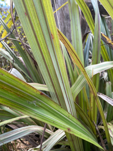 Astelia fragrans, photograph 2
