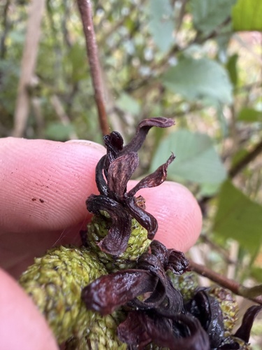 Taphrina robinsoniana, 2026-09-26