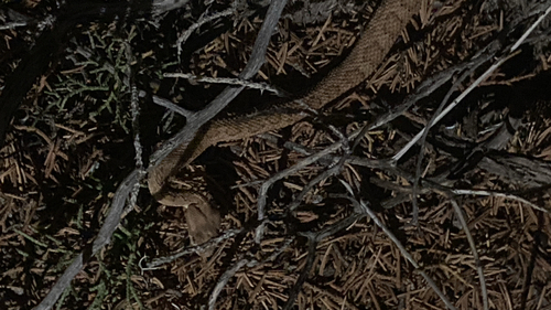 Midget Faded Rattlesnake