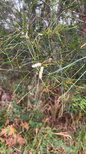 Acacia longissima, 2026-09-27