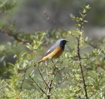 Phoenicurus hodgsoni observed 2026-09-27