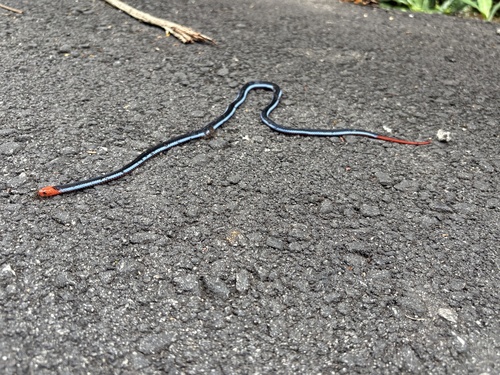 Calliophis bivirgatus observed 2026-09-27