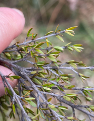 Coprosma rugosa