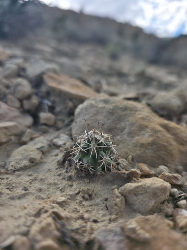 Smallflower Fishhook Cactus
