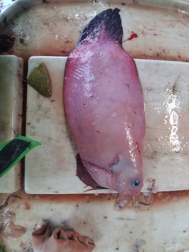 Cypselurus observed 2026-09-24