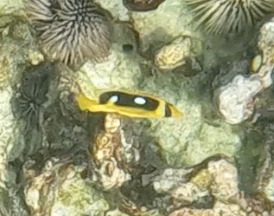 Chaetodon quadrimaculatus, 2026-09-21