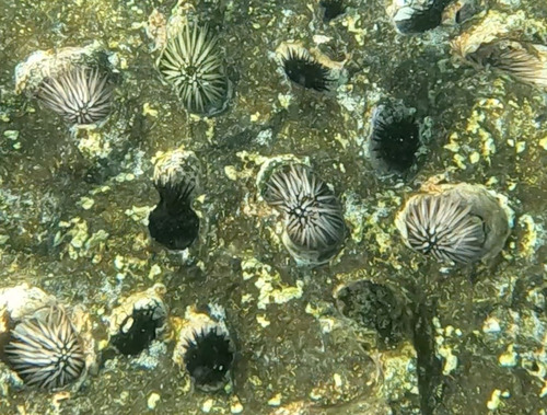 Echinometra oblonga observed 2026-09-21