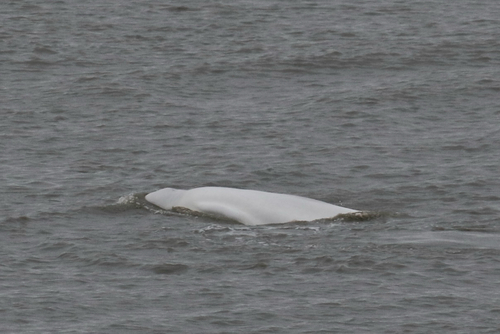 Beluga