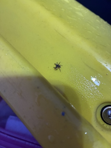 Twin-flagged Jumping Spider